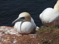 Helgoland &ndash; &copy; Sabine Letzybyll (Eberhardt TRAVEL)
