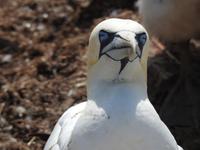 Helgoland &ndash; &copy; Sabine Letzybyll (Eberhardt TRAVEL)