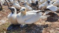 Basstölpel auf Helgoland  &ndash; &copy; Marlies Thrum (Eberhardt TRAVEL)