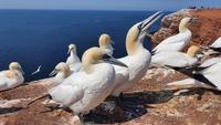 Basstölpel auf Helgoland  &ndash; &copy; Marlies Thrum (Eberhardt TRAVEL)