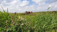 auf Hallig Hooge &ndash; &copy; Marlies Thrum (Eberhardt TRAVEL)