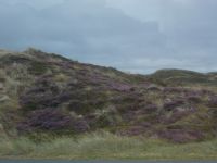 DSCN5214.JPG Heidelandschaft Sylt &ndash; &copy; Kerstin Veit (Eberhardt TRAVEL)