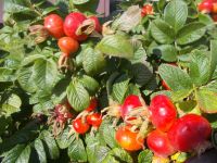 DSCN5277.JPG &ndash; &copy; Kerstin Veit (Eberhardt TRAVEL)