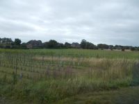 DSCN6267.JPG     Weinbau Föhr &ndash; &copy; Kerstin Veit (Eberhardt TRAVEL)