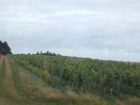 DSCN6277.JPG    Weingut Waalem &ndash; &copy; Kerstin Veit (Eberhardt TRAVEL)