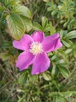 Hagebuttenblüte &ndash; &copy; Bernd Lahmann (Eberhardt TRAVEL)