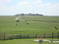 Hallig Hooge &ndash; &copy; Harald Kühne (Eberhardt TRAVEL)