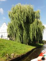alte Trauerweide &ndash; &copy; Ulrike Blenke (Eberhardt TRAVEL)