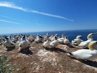 Rundreise Nordfriesland - Helgoland - Rundgang auf dem Oberland mit Basstölpeln &ndash; &copy; Franziska Bergmann (Eberhardt TRAVEL)