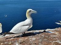 Rundreise Nordfriesland - Helgoland - Rundgang auf dem Oberland mit Basstölpeln &ndash; &copy; Franziska Bergmann (Eberhardt TRAVEL)