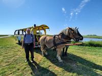 Rundreise Nordfriesland - Kutschfahrt auf Hallig Hooge &ndash; &copy; Franziska Bergmann (Eberhardt TRAVEL)