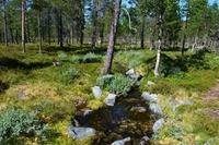 118 Femundsmarka &ndash; &copy; Konrad Füssel (Eberhardt TRAVEL)