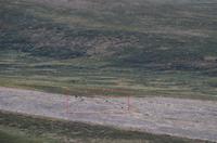 134 Dovrefjell, Blick vom Snohetta Aussichtspunkt, Moschusochsen