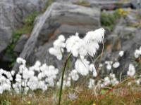 Wollgras &ndash; &copy; Ingrid Langer (Eberhardt TRAVEL)