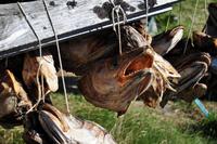 Stockfisch, auch bekannt als Kabeljau, Dorsch, Baccalau uvm. &ndash; &copy; Martin BÜchner (Eberhardt TRAVEL)