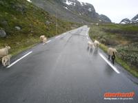 Sognefjell &ndash; &copy; Katrin Deutschbein (Eberhardt TRAVEL)