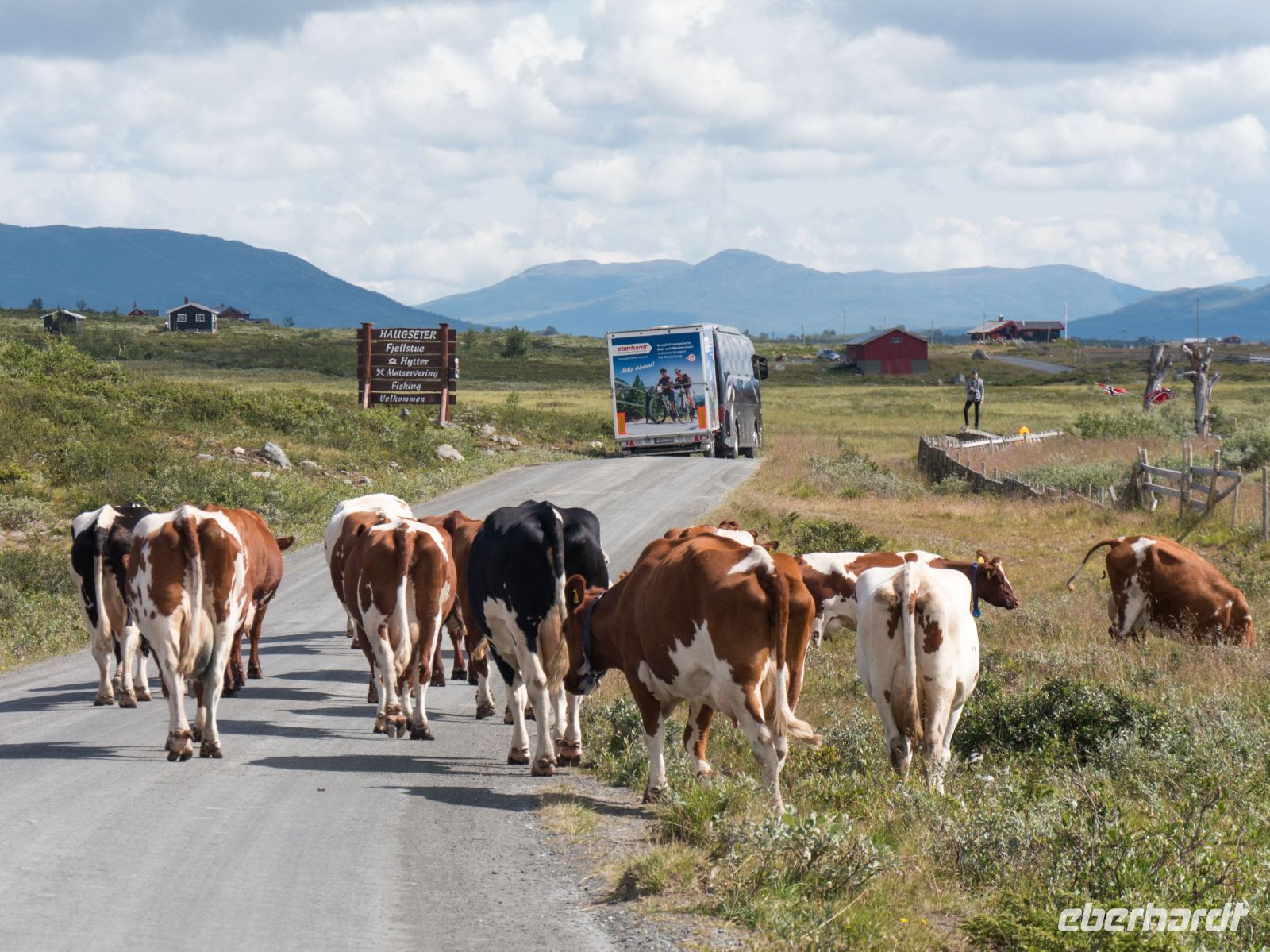 Kühe auf dem Milchweg - Radtour Mjølkevegen &ndash; &copy; Anna Stiebing (Eberhardt TRAVEL)