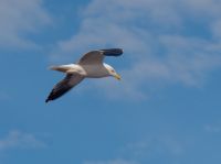 Möwe Oslofjord &ndash; &copy; Anna Stiebing (Eberhardt TRAVEL)