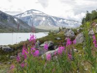 E-Bike-Tour Gamle Strynefjellsvegen &ndash; &copy; Anna Stiebing (Eberhardt TRAVEL)