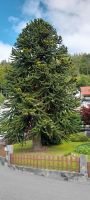Araucaria Chilenische Tanne  &ndash; &copy; Ingrid Langer (Eberhardt TRAVEL)