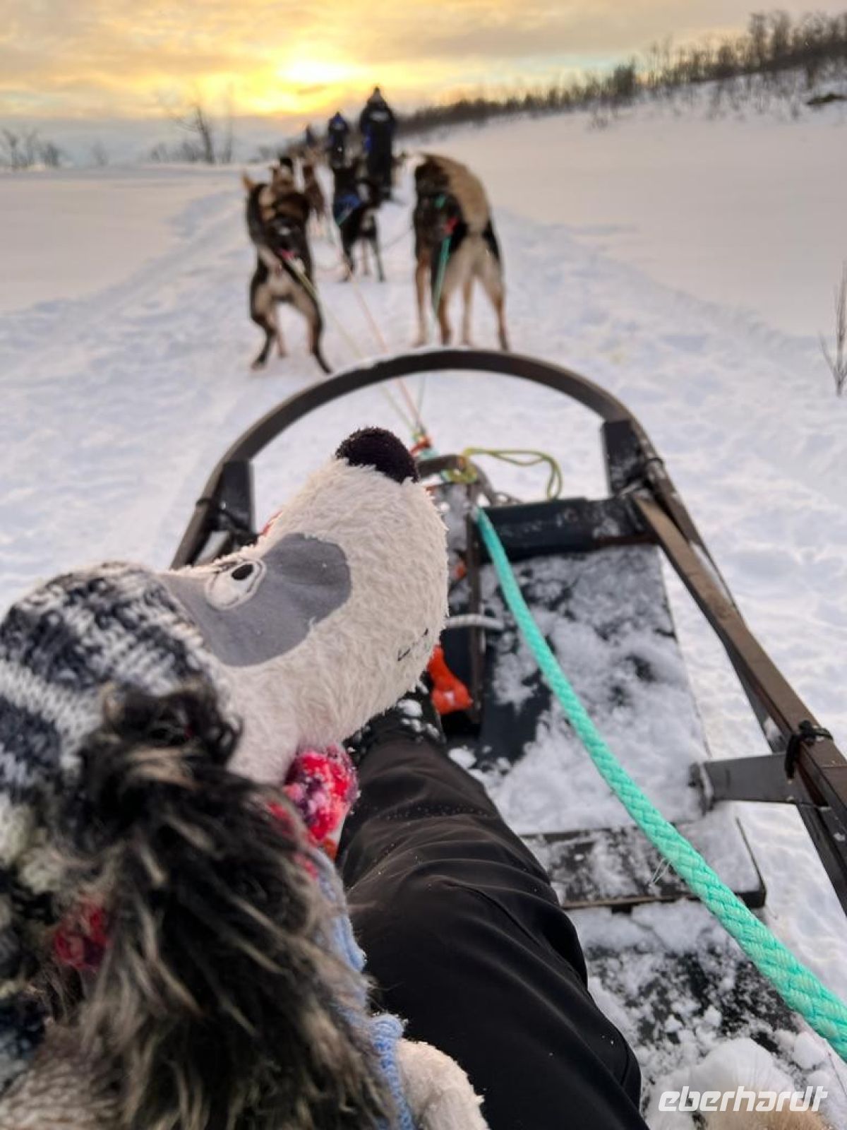 Norwegen - unser blinder Passagier Solo hat sich auch verliebt: in Husky Dame Single.jpg &ndash; &copy; Annett Müller (Eberhardt TRAVEL)