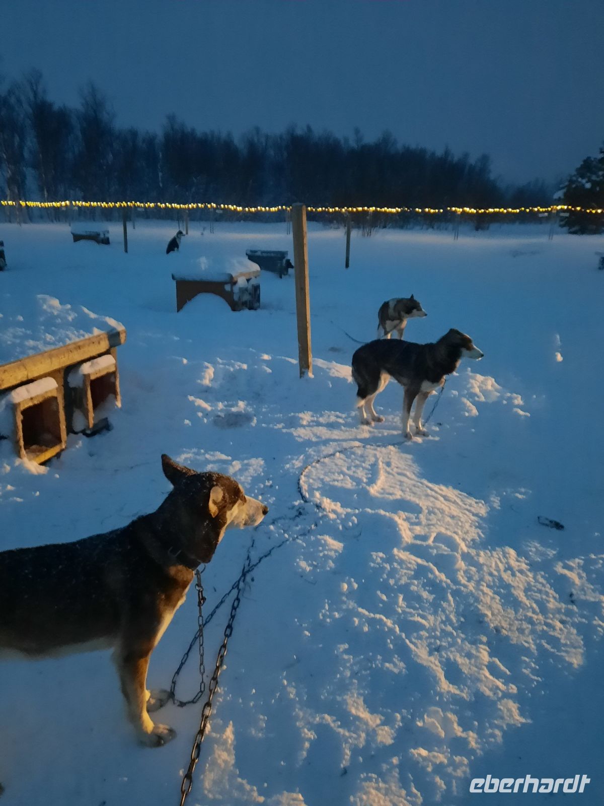 Norwegen - Boxenstopp bei den Husky.jpg &ndash; &copy; Annett Müller (Eberhardt TRAVEL)