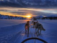 Norwegen - Tromso - Husky-Schlittenfahrt im Sonnenuntergang.jpg &ndash; &copy; Annett Müller (Eberhardt TRAVEL)