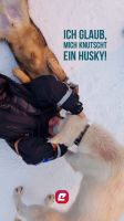 Norwegen - Tromso - Husky Farm - Liebe auf den ersten Blick.jpg &ndash; &copy; Annett Müller (Eberhardt TRAVEL)