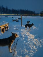 Norwegen - Boxenstopp bei den Husky.jpg &ndash; &copy; Annett Müller (Eberhardt TRAVEL)