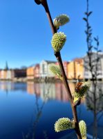 Tag 3 - Frühling in Trondheim.jpg &ndash; &copy; Christin Kuschka (Eberhardt TRAVEL)