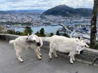 Tag 12 - Fløyen-Ziegen.jpg &ndash; &copy; Christin Kuschka (Eberhardt TRAVEL)