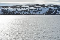 Hurtigruten - MS Polarlys - Vardø - Minkwal in der Barentssee &ndash; &copy; Martin Büchner (Eberhardt TRAVEL)