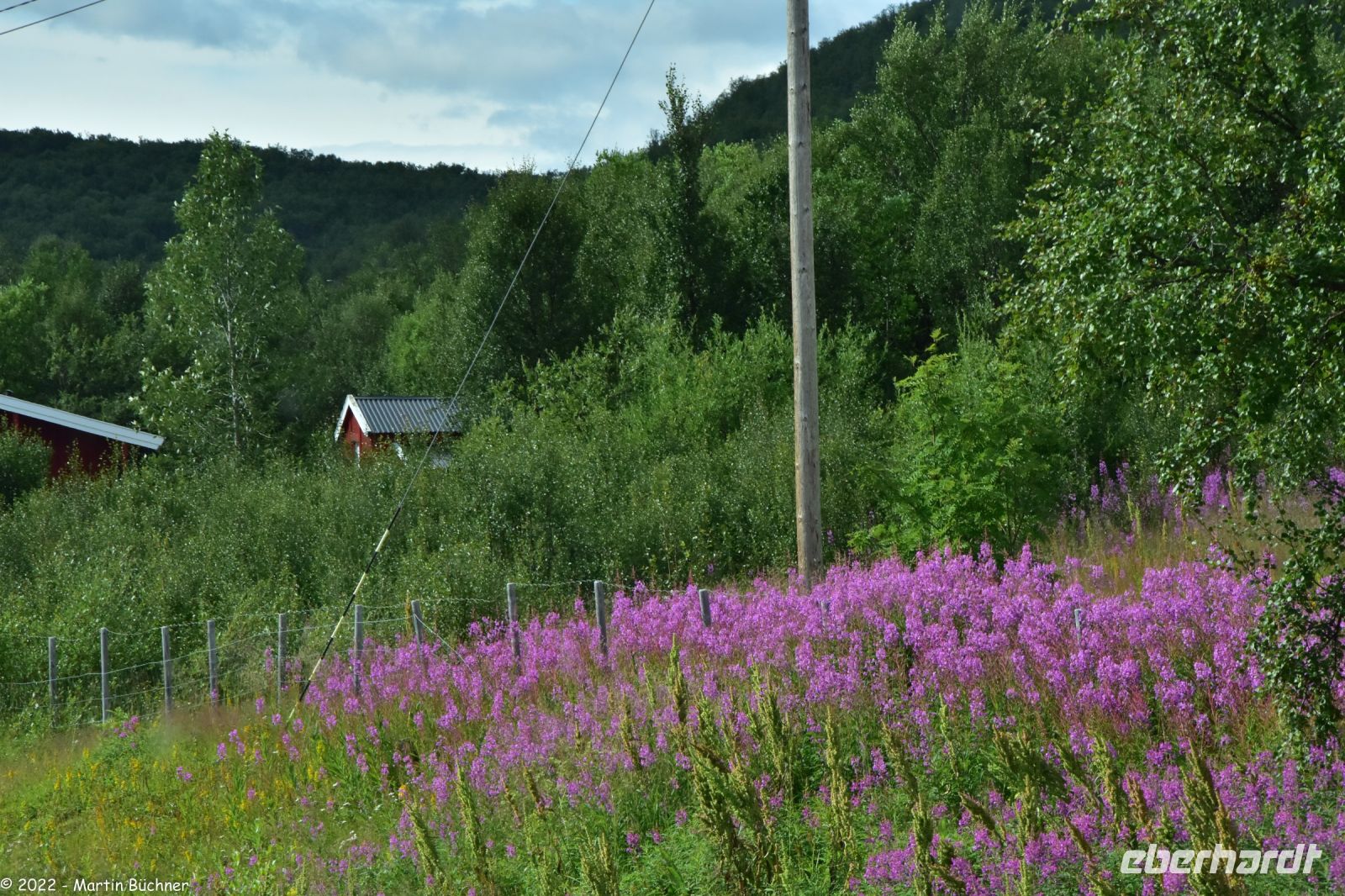 Schmalblättriges Weidenröschen &ndash; &copy; Martin Büchner (Eberhardt TRAVEL)