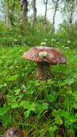 Herbstliche Stimmung im Juli &ndash; &copy; Martin Büchner (Eberhardt TRAVEL)