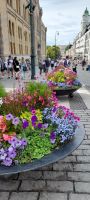 Oslo Karl Johans Gate &ndash; &copy; Ingrid Langer (Eberhardt TRAVEL)