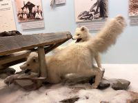 Tag 5 - Polarmuseum.jpg &ndash; &copy; Christin Kuschka (Eberhardt TRAVEL)