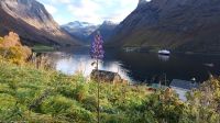 Lupine am Norangsfjord &ndash; &copy; Martin Büchner (Eberhardt TRAVEL)