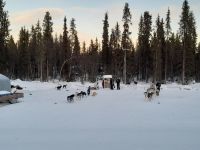 Husky-Schlittenfahrt &ndash; &copy; Sinah Witzig (Eberhardt TRAVEL)