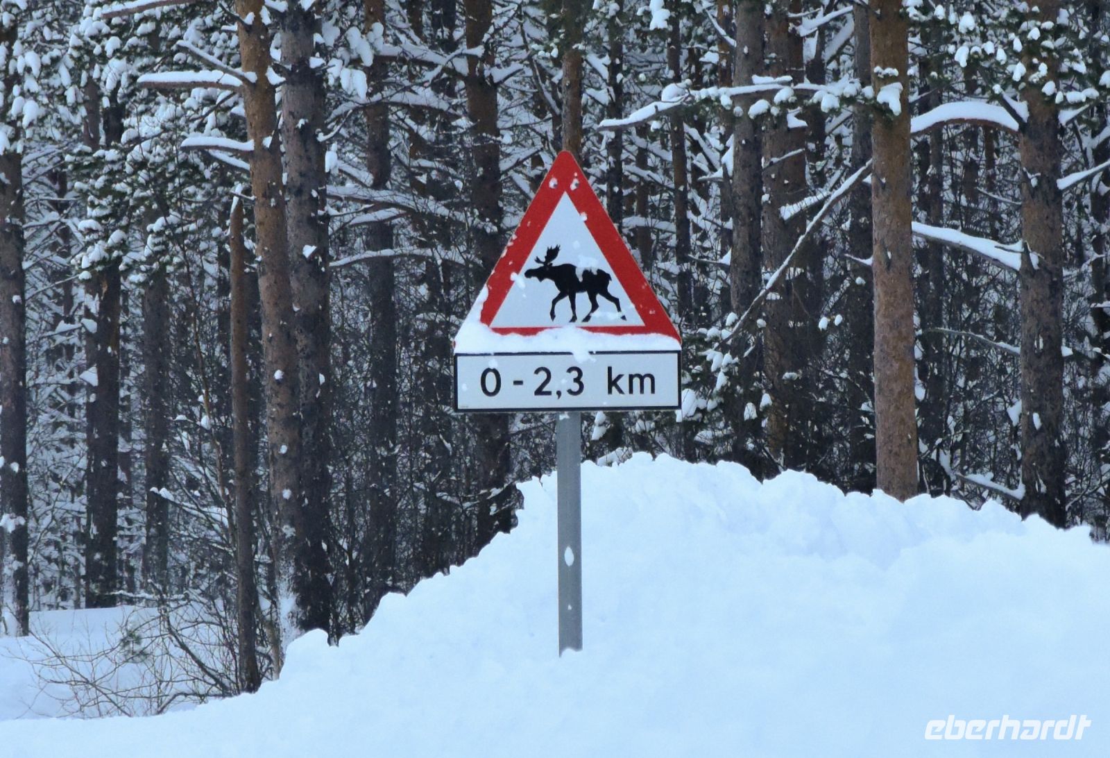 Vorsicht Elch! &ndash; &copy; Martin Büchner (Eberhardt TRAVEL)