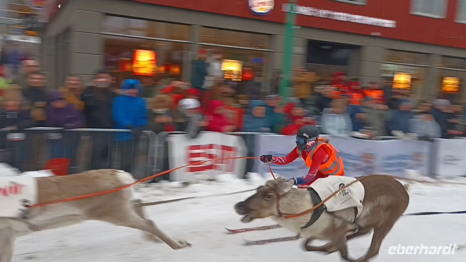 Rentier-Ski-Rennen &ndash; &copy; Martin Büchner (Eberhardt TRAVEL)