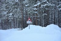 Vorsicht Elch! &ndash; &copy; Martin Büchner (Eberhardt TRAVEL)