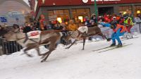 Rentier-Ski-Rennen &ndash; &copy; Martin Büchner (Eberhardt TRAVEL)