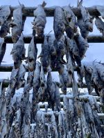 Tag 3 - Stockfisch  &ndash; &copy; Christin Kuschka (Eberhardt TRAVEL)