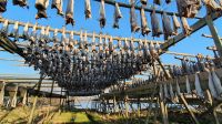 Lofoten, Trockenfisch &ndash; &copy; Ria Heilmann (Eberhardt TRAVEL)