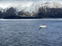 Hurtigruten - MS Spitsbergen - Jan Mayen  &ndash; &copy; Sabine Letzybyll (Eberhardt TRAVEL)