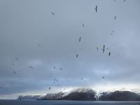 Hurtigruten - MS Spitsbergen - Jan Mayen  &ndash; &copy; Sabine Letzybyll (Eberhardt TRAVEL)