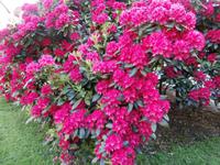 Rhodedendron Stadt Bergen