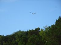 Seeadler in Sicht! &ndash; &copy; Hartwig Köllner (Eberhardt TRAVEL)