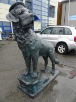 Honningsvag - Hund Bamse &ndash; &copy; Hartwig Köllner (Eberhardt TRAVEL)
