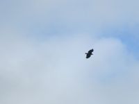 Seeadler &ndash; &copy; Heike Heinen (Eberhardt TRAVEL)
